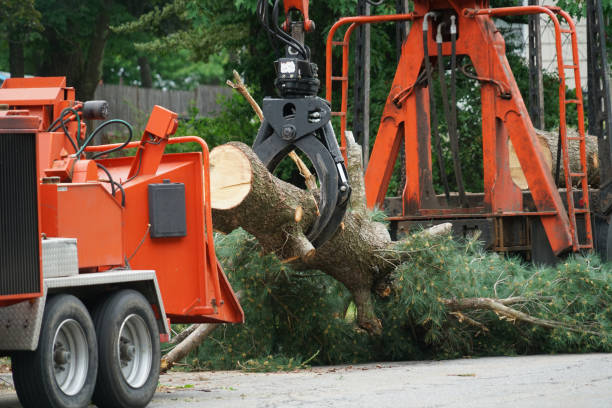 Best Tree Risk Assessment  in Windom, MN